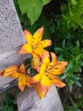IMG_20250722_163620_1.jpg