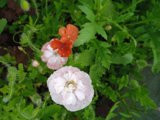 IMG_20250722_173557.jpg