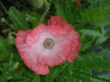 IMG_20250722_173601_1.jpg