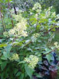 IMG_20250723_200309.jpg