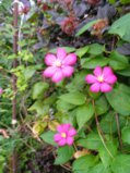 IMG_20250806_185221.jpg