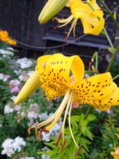 IMG_20250802_211128.jpg