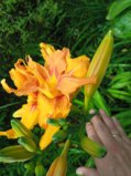 IMG_20250806_150501_1.jpg