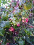 IMG_20250801_210607.jpg