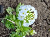 IMG_20260418_160636.jpg