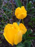 IMG_20260517_200922_1.jpg