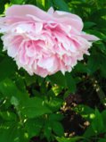 IMG_20260622_183241_1.jpg