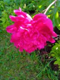 IMG_20260622_183141_1.jpg