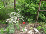 IMG_5497.JPG